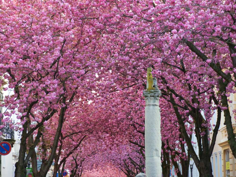 Cherry Blossoms in Bonn