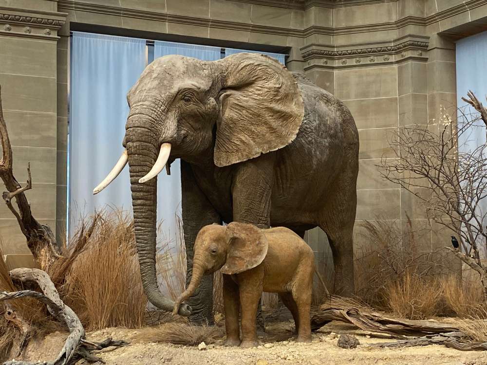 Elephants in Museum König