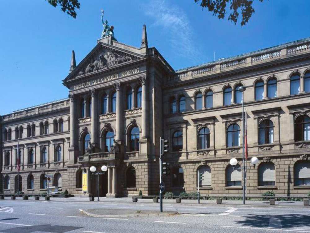 Museum König