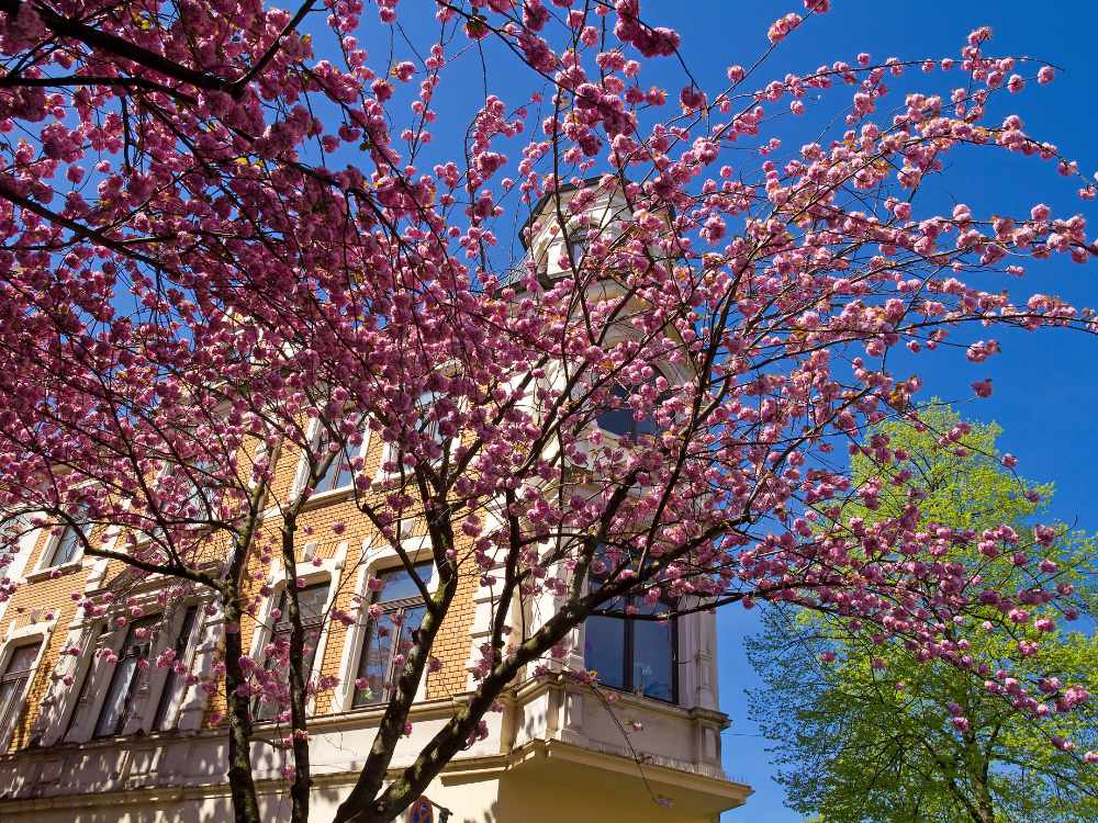 Cherry Blossoms Bonn Germany (1)