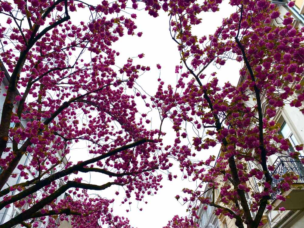Cherry Blossoms Bonn, Germany
