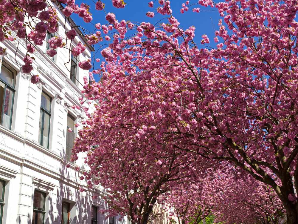 Cherry Blossoms Street Bonn (1)