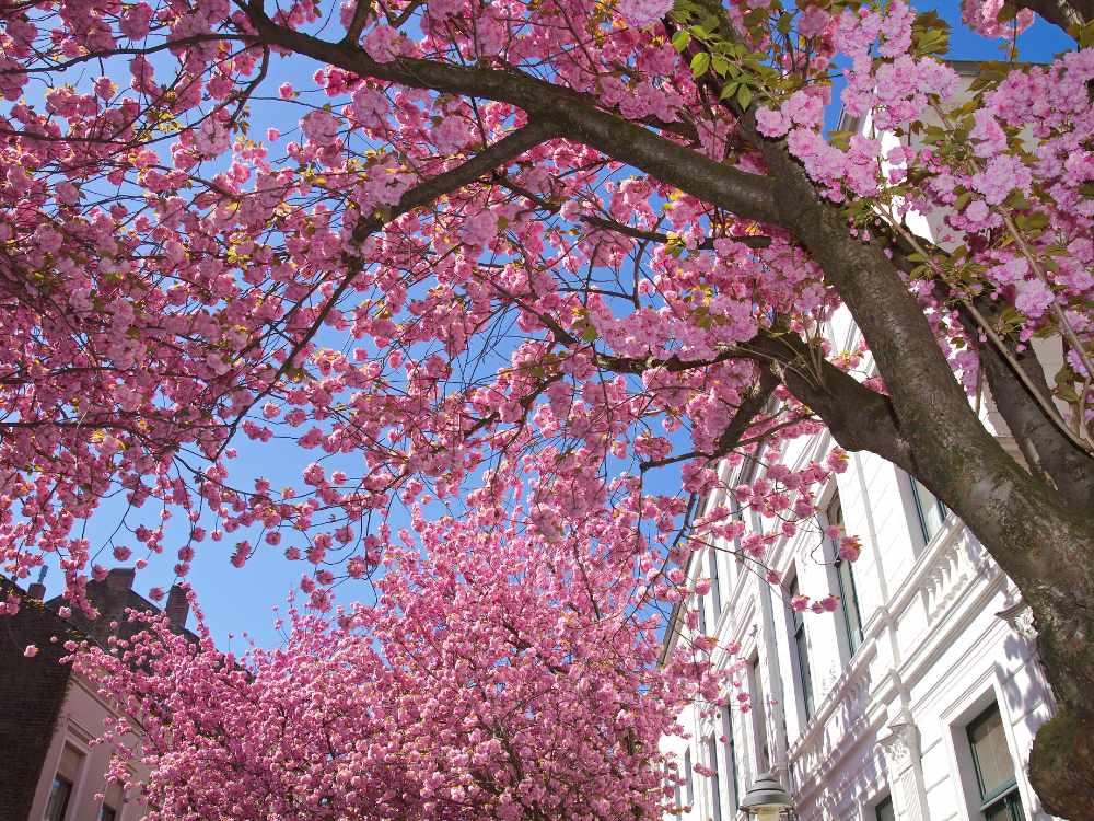 Cherry Blossoms in Bonn