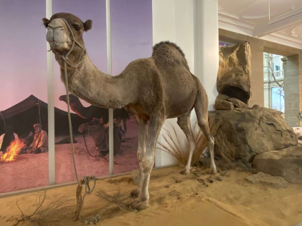 Camel in Museum König