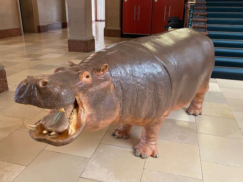 Hippo in Museum König Bonn