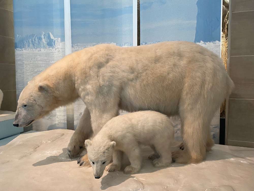 Ice Bears in Museum König Bonn