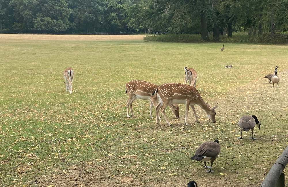 Deer in Lindenthal Animal Park